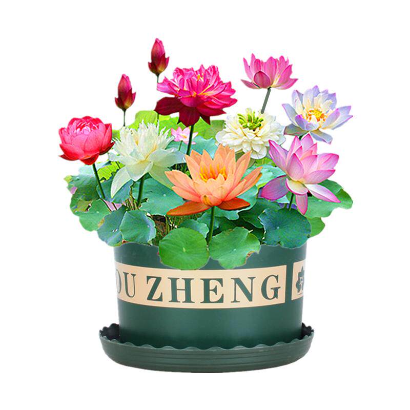 锦染四季开花无土水培荷花莲子