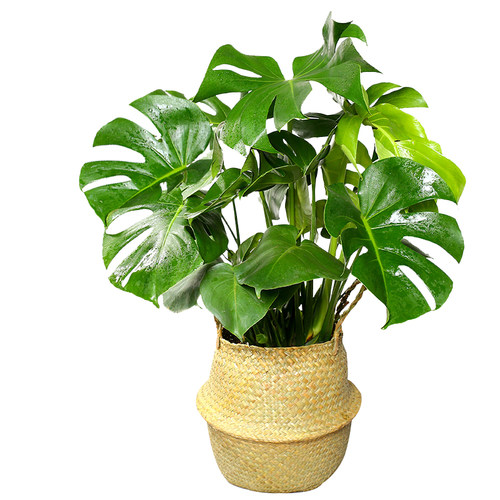 龟背竹植物室内真花大盆栽水培观叶净化空气新手小白客厅美观绿植