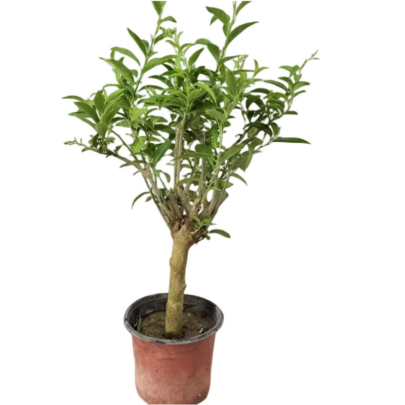 夜来香盆栽树苗庭院阳台喜阳植物