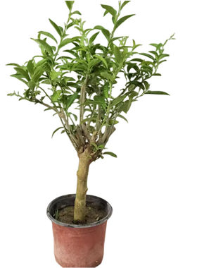 夜来香盆栽树苗庭院阳台喜阳植物