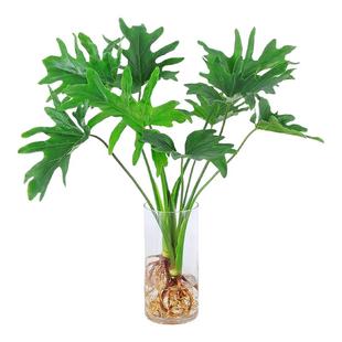 懒人水培植物春羽盆栽蔓绿绒室内龟背竹春雨绿植常青好养办公桌面