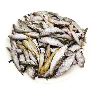 微山湖原生态麦穗鱼小河鱼新鲜罗汉鱼小杂鱼柳条鱼淡水鱼活鱼现杀