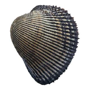 大连海鲜刺身新鲜大贝类蛤蜊毛蚶蛤生吃寿司食材鲜活赤贝