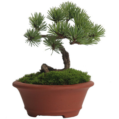 日本宫岛小叶五针松盆景基地直销