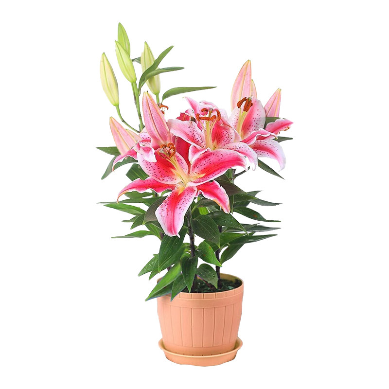 重瓣香水百合花种球易活好养花卉植物室内外阳台盆栽绿植鲜花种子