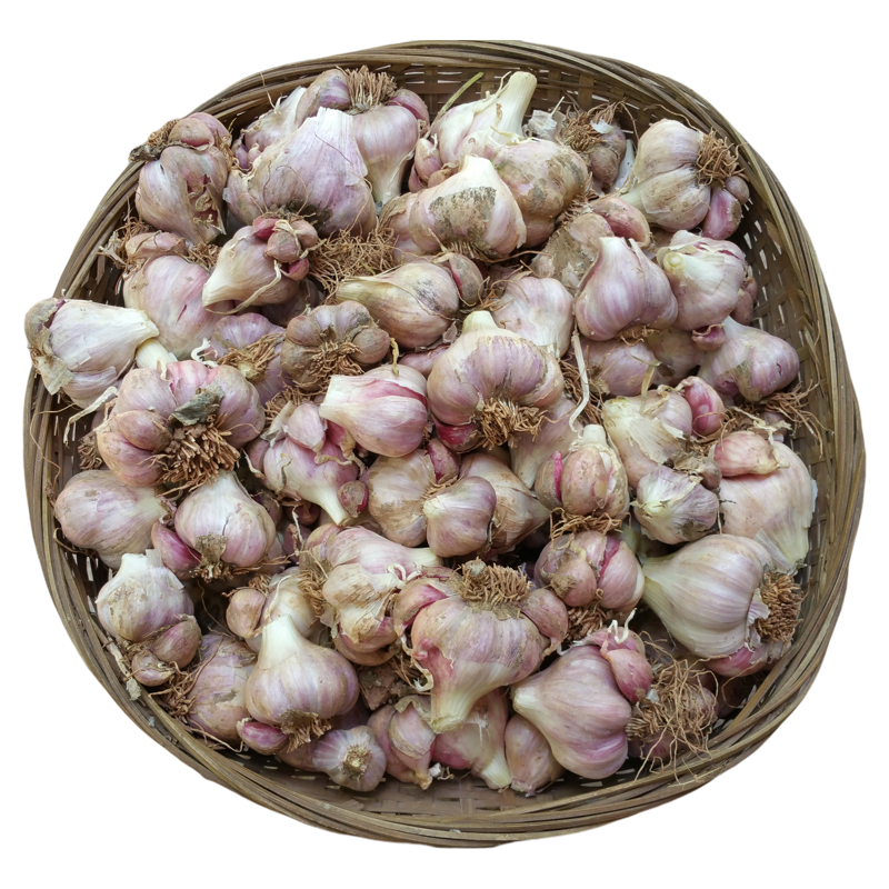 四川老品种狗牙蒜软叶农家自产紫皮大蒜很辣香味浓26年新晒干蒜头