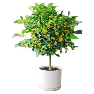 桂花树苗盆栽可食用金桂四季桂开花不断室内外阳台庭院浓香型花卉