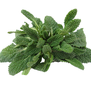 癞蛤蟆草种植苗蛤蟆草苗荔枝草雪见草蛤蟆草包邮新鲜带根带土包活