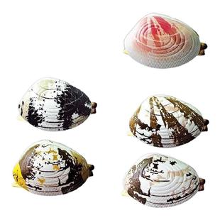 喷水蛤蜊玩具整蛊吸水海产贝壳类迷你滋水枪花甲戏水儿童男孩女孩