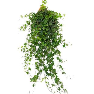 常春藤垂吊植物吊兰室内盆栽壁挂绿植长青藤悬挂式常青藤挂墙爬藤