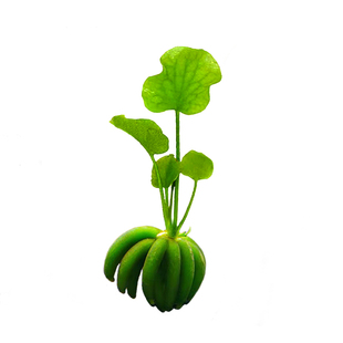 香蕉草稀有水下叶中景前景水草鱼缸沉水造景植物懒人阴性淡水装饰