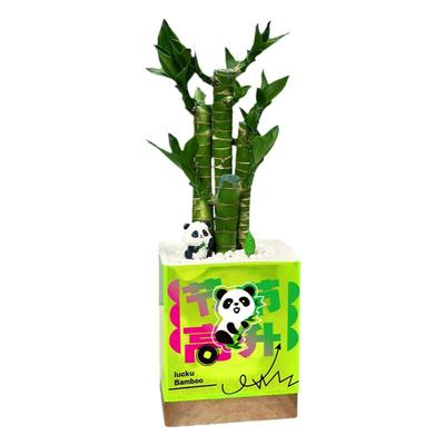 青松创意植物礼盒富贵竹发财树办公室 桌面盆栽绿植 情绪稳定礼物