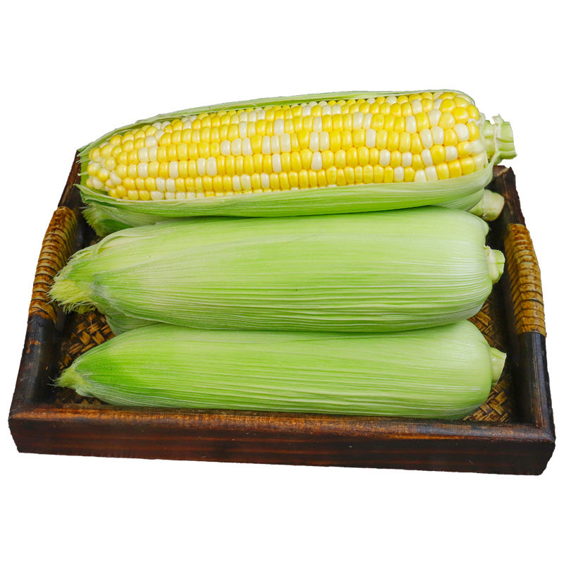 云南金银水果玉米精品