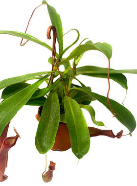 猪笼草盆栽扑蝇植物室内桌面