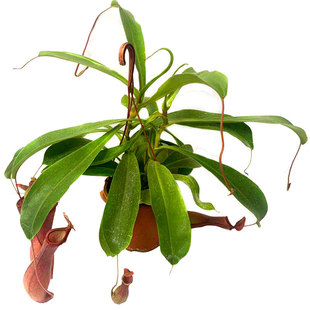 猪笼草盆栽扑蝇草食虫植物室内桌面阳台吃蚊子创意送礼趣味花卉苗