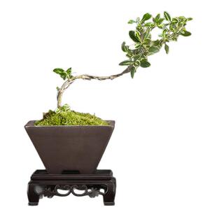 紫砂花盆带底座特价简约绿植文竹菩提小叶九里香小榕树微景观盆器