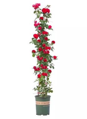 1米6藤本月季蔷薇花苗爬藤绿植物四季开花卉盆栽月季花小苗阳台
