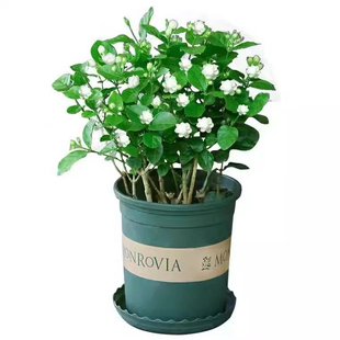 茉莉花苗盆栽带花苞九里香老桩驱蚊花卉植物室内阳台四季开花好养