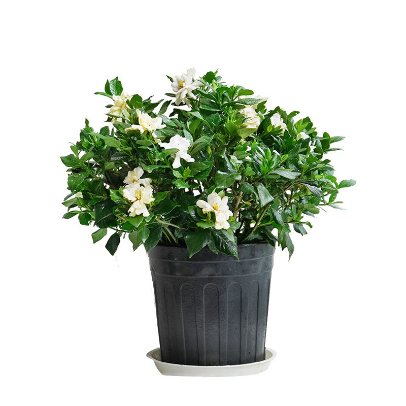 金叶子栀子花盆栽花卉植物室内外阳台花园带花苞绿植浓香四季好养