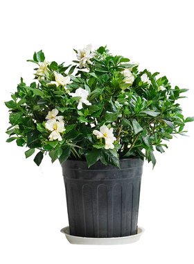 栀子花盆栽植物阳台四季