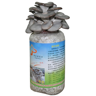 平菇菌种栽培种一级种二级种三级种栽培种母种试管生产种原种