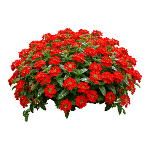 大叶美女樱盆栽大苗多年生阳台庭院宿根植物细叶美女樱花期长花卉