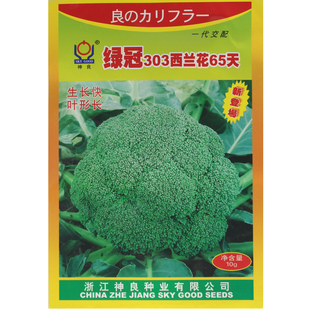 早熟西兰花种子孑绿花菜花菜绿冠303基地种植65天生长快绿菜花籽