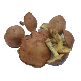 大兴安岭松蘑菇野生粘团子蘑菇丁东北干货松蛾山货土特产包邮