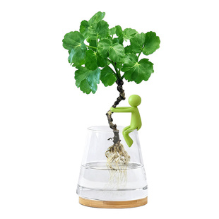 水培钱多多圆叶福禄桐绿植物办公室内桌面好养活懒人花卉小盆景栽