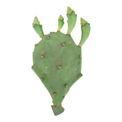 仙人掌苗仙人掌带果苗