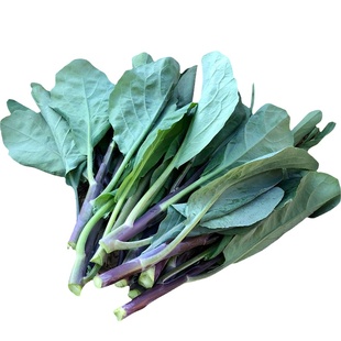 揭研改良红芥兰苔种子819-棉湖种 红芥兰种红芥蓝特色蔬菜种子10g