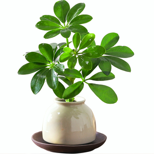 八方来财鸭脚木盆栽水培植物花卉办公桌面绿植客厅四季好养活盆景