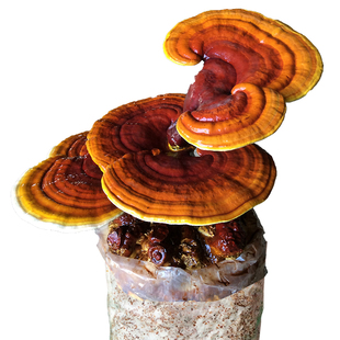 食用蘑菇大灵芝菌棒菌包菌种孢子粉家庭种植盆景包邮林芝泽海菌业