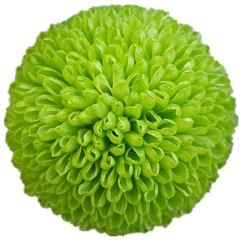 乒乓菊花苗绿色球形菊花盆栽植物阳台庭院多年生宿根耐热植物包邮