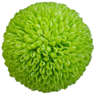 乒乓菊花苗绿色球形菊花盆栽植物阳台庭院多年生宿根耐热植物包邮