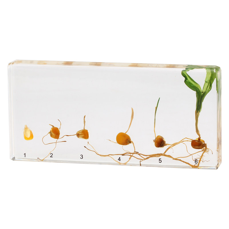 幼儿园小学教学植物种子发芽生长过程树脂标本大豆水稻小麦高粱