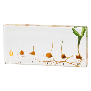 幼儿园小学教学植物种子发芽生长过程树脂标本大豆水稻小麦高粱