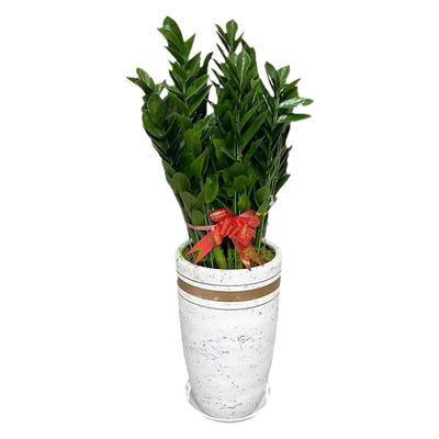 金钱树盆栽绿植开业乔迁送礼室内