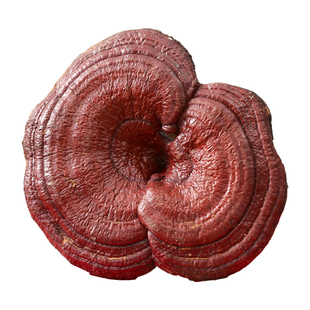 森美仁正品长白山整枝灵芝正宗紫灵芝赤灵芝500克可切片煲汤泡水