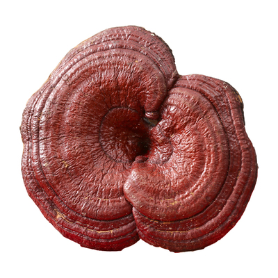 森美仁长白山灵芝赤灵芝