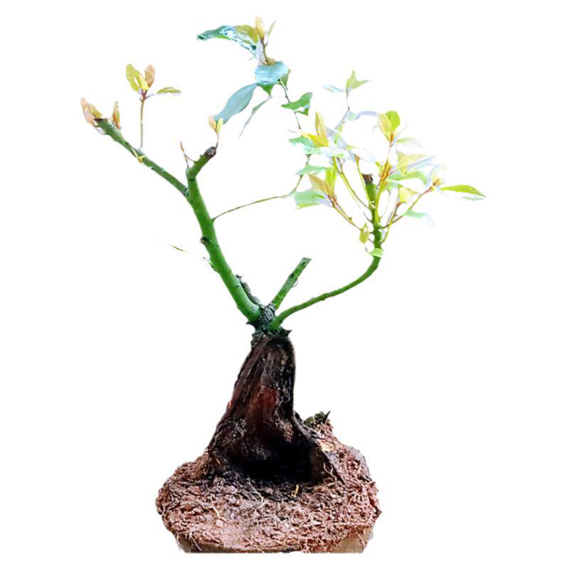 室内香樟树苗木盆栽植物造景名贵古老桩一物一拍四季耐阴庭院精品