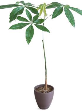 豆绿原生发财树植物美学盆栽