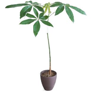 DOLV 豆绿 原生发财树 韩系造型美学极简风植物花园洋房绿植盆栽