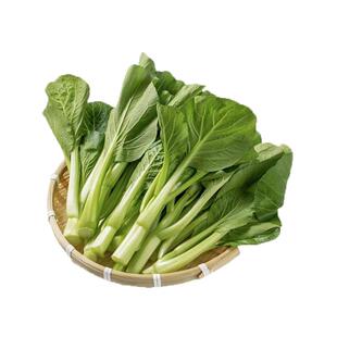 【槿馐】广东菜心1-5斤 农家自种甜菜心菜薹广东菜心当季蔬菜