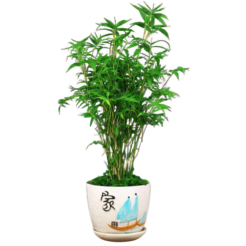 翡翠观音竹米竹原土球水培款培造景盆栽绿植花卉植物水培植物水养
