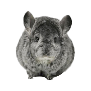 家养龙猫活体打过疫苗幼崽小型好养宠物公仔活物自家繁殖送笼子