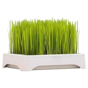 猫咪无土水培猫草盆栽去化毛球种植猫草零食种子育苗盘猫咪化毛草