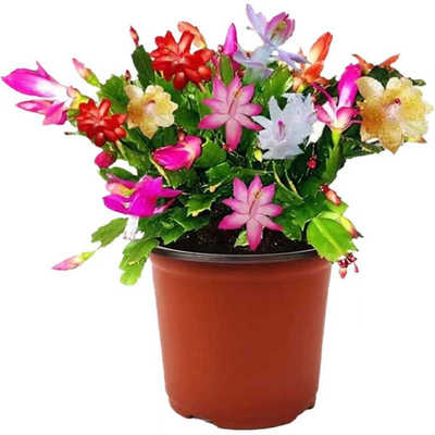 进口新品重瓣大花黄金蟹爪兰花期带花苞室内阳台花卉绿植多色好养