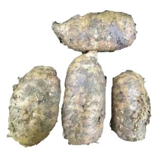 贵州山里生长土特产新鲜生乌天麻现挖现发挑选带泥大天麻500g包邮