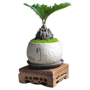 铁树苏铁迷你盆景盆栽四季常青中式禅意绿植室内茶室办公室好养